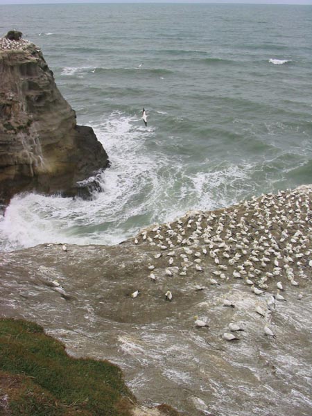 Gannets