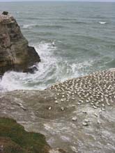 Gannets